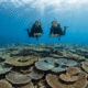 Mother-Daughter Duo Uncovers Massive Reef Coral Giant