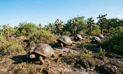 Uplifting Global Wins This Week