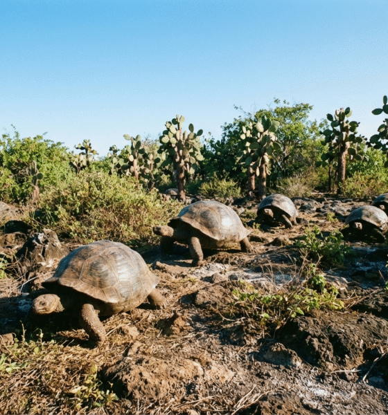 Uplifting Global Wins This Week