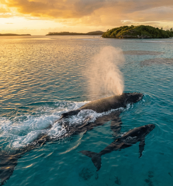 Older Whales Sing Better and Father More Offspring