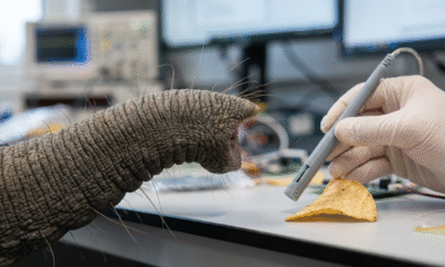 Elephant Trunk Whiskers Inspire Smart Sensors