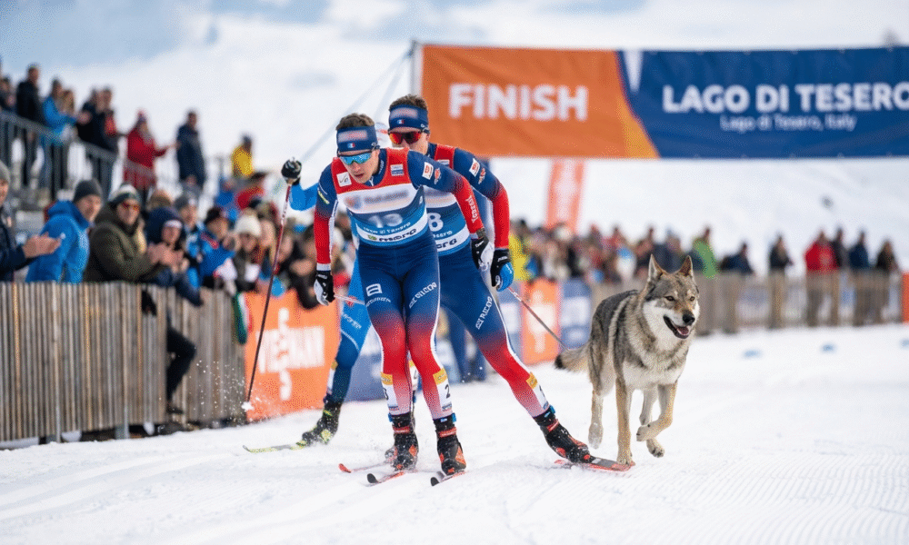 Dog Delights Olympic Crowd With Surprise Sprint