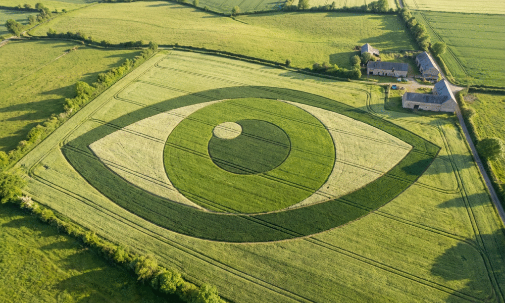 Wheat Field Transformed Into Giant Living Photo