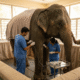 Acupuncture Brings Relief to Rescued Elephants