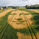 Wheat Field Blossoms Into Living Artwork