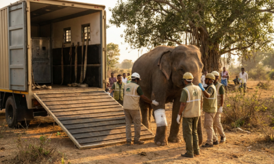 Elephant Ambulance Debuts with Heroic Rescue