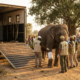 Elephant Ambulance Debuts with Heroic Rescue