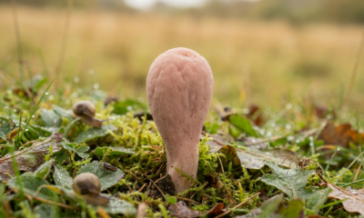 Rare Mushroom Discovery Sparks Biodiversity Questions in English Grasslands