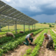 Solar Farms Supercharge Global Crop Yields