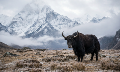 A Tibetan Plateau Gene Mutation Fuels Hopes for Innovative MS Therapies