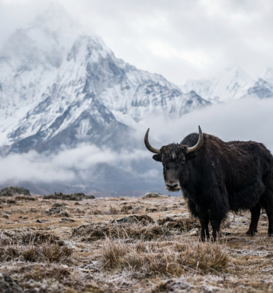A Tibetan Plateau Gene Mutation Fuels Hopes for Innovative MS Therapies