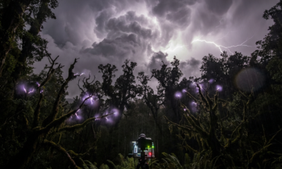 Jaw-Dropping Discovery: Scientists Capture Purple Sparks Dancing on Trees During a Storm – This Will Blow You Away!"