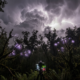 Jaw-Dropping Discovery: Scientists Capture Purple Sparks Dancing on Trees During a Storm – This Will Blow You Away!"