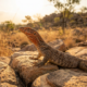 Australia's Underexplored Savannahs Yield Unexpected New Monitor Lizard Discoveries