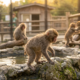 Zoo Monkey's Slipping Mishap Sparks Unexpected Playtime with New Friends