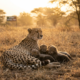 Cheetah Reintroduction in India Faces Challenges Amid Growing Success_metscf