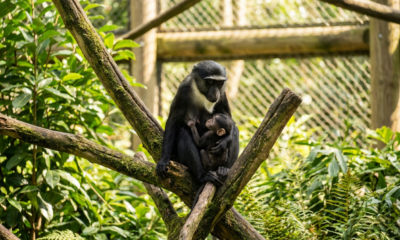 The Unexpected Outcome of a Monkey's Foot Surgery at Chester Zoo