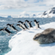 Penguins Confront an Unexpected Threat in Their Frozen World