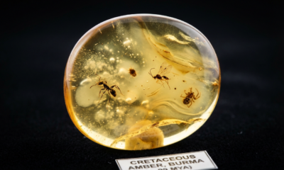 Amber Fossils Reveal Ancient Insect Harmony