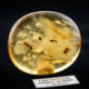 Amber Fossils Reveal Ancient Insect Harmony