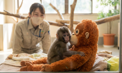 Baby Macaque Punch Embraces Real Friendships