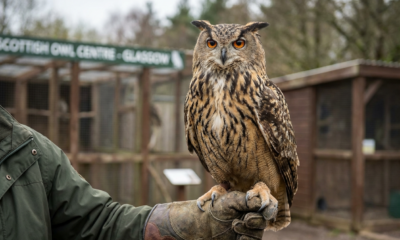 This Will Melt Your Heart: Majestic Owls in an Amazing Sanctuary Await Loving New Owners