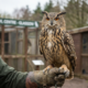 This Will Melt Your Heart: Majestic Owls in an Amazing Sanctuary Await Loving New Owners