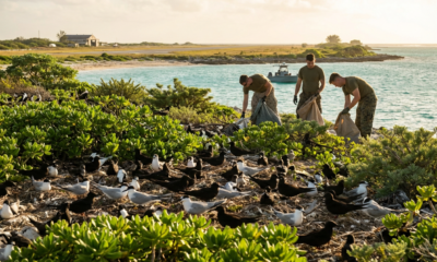 Wake Atoll's Wildlife Explosion After a Game-Changing Rat Removal