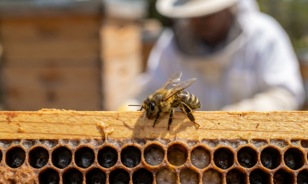 This Astonishing Toughness in SoCal Bees Spurs Global Hope