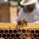 This Astonishing Toughness in SoCal Bees Spurs Global Hope