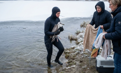 Wholesome Rescue Triumph: Brave Lifesaver Dives into Frigid Waters to Save Tangled Seabird