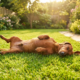 TikTok User Captures a Dachshund's Hilarious Sun Worship Ritual