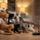 A Simple Sound Sparks Chaos Among Eight Feline Adorables in This Home