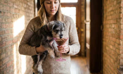 Puppy Breakfast Hack Ignites Viral Buzz and Bowl Advice