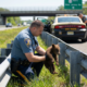 You Won't Believe What Troopers Rescued by the Side of the Road – Pure Joy Ensues!