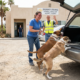 A Pair of Shelter Dogs Finds New Life Together in Indiana