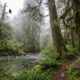 Tongass Forest Communities Prepare for Lasting Environmental Impacts After Legal Battle