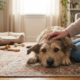 5 Simple Signs Your Dog Feels Safe and Happy at Home
