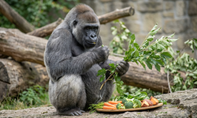 Berlin Zoo Celebrates a Record-Breaking Achievement in Primate Longevity