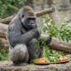 Berlin Zoo Celebrates a Record-Breaking Achievement in Primate Longevity