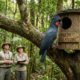 Scientists Unlock a Game-Changing Habit for Endangered Palm Cockatoos