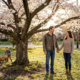 A Beloved Tradition Takes an Unexpected Turn with a Cherished Cherry Tree