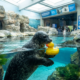 This Seal's Rubber Duckie Playtime Will Melt Your Heart into Pure Wholesome Joy