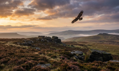 England's Wildlife Faces a Major Shift as Iconic Birds Eye a Comeback Under New Plans