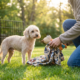 Rescued Puppy Mill Dog Discovers a World of Firsts After Years of Neglect