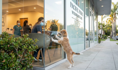 Heartwarming Miracle: Tiny Pup Abandoned in Coyote Territory Lands Dream Home After Desperate Rescue – You'll Smile Big!