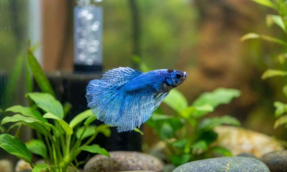 Heartwarming Rescue of a Dull Bett a Fish Sparks Electric Blue Miracle – Pure Joy Guaranteed!