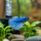 Heartwarming Rescue of a Dull Bett a Fish Sparks Electric Blue Miracle – Pure Joy Guaranteed!