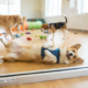 Owner Films Hilarious Transformation in Corgi's Daycare Visit